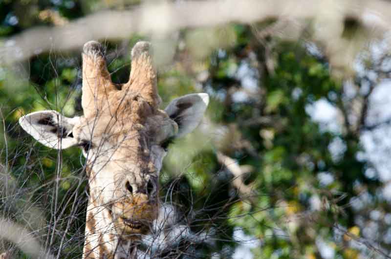 Jirafa - reserva de animales Mahango - Namibia 1.jpg